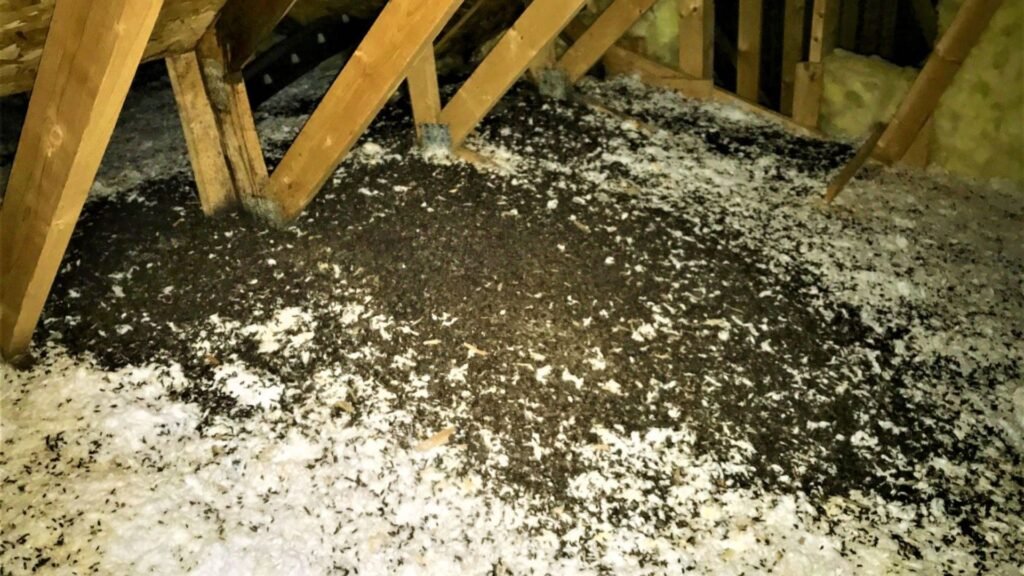 What Is Insulation Infestation