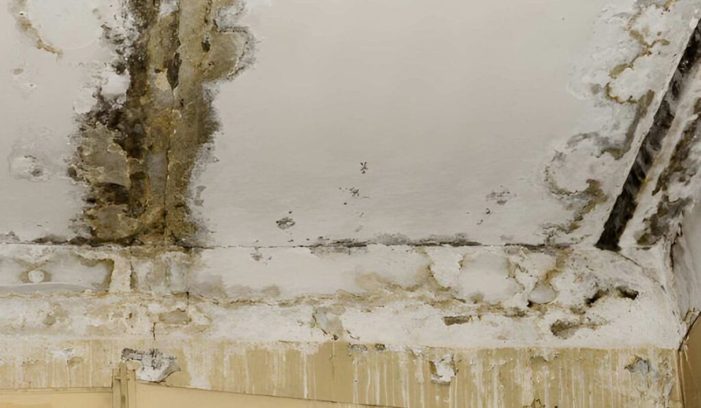 Mold & Black Stain Removal Services